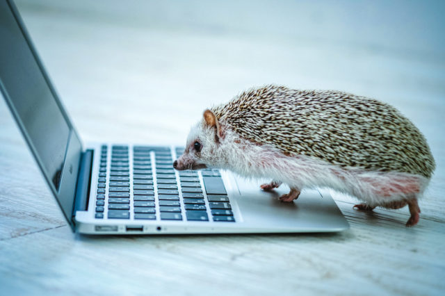 PV（ページビュー）数